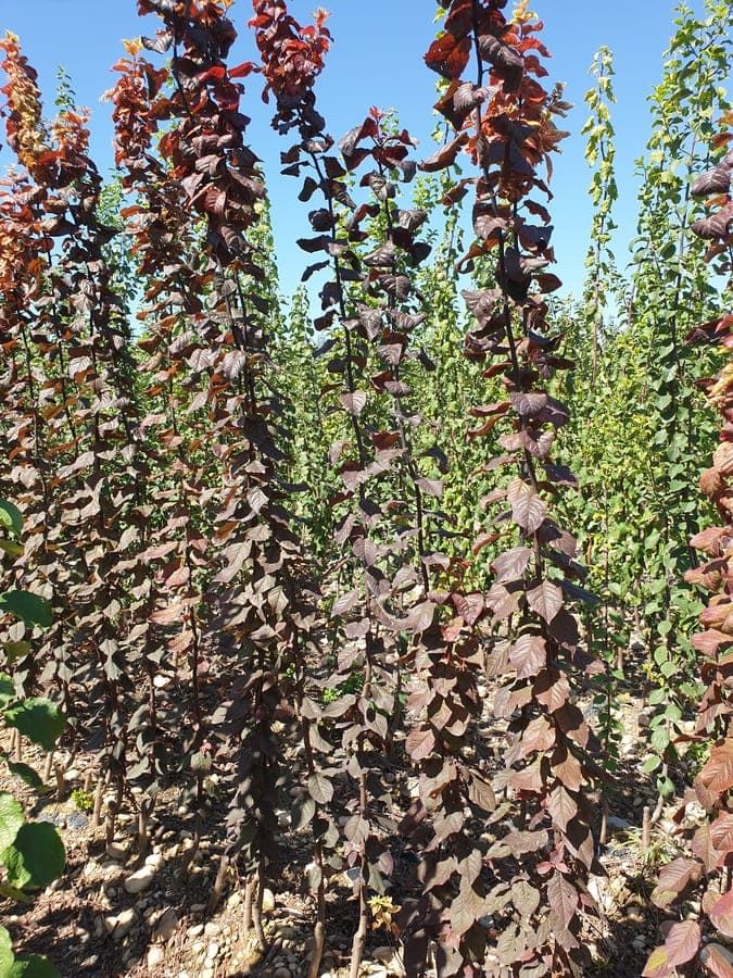 Vivero de árboles frutales en Navarra