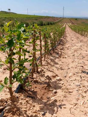 Vivero de árboles frutales en Navarra