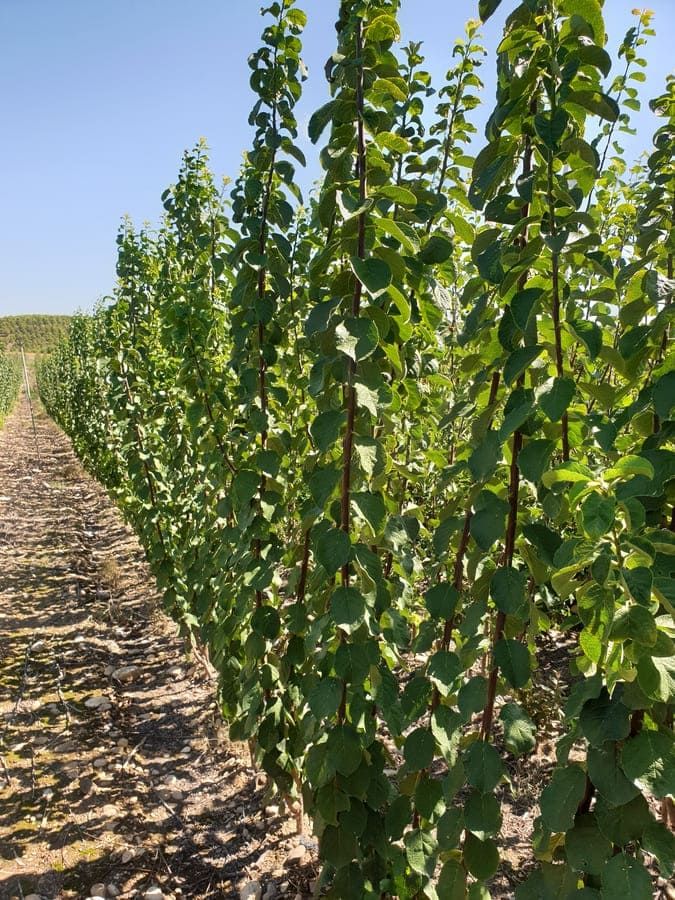 Vivero de árboles frutales en Navarra