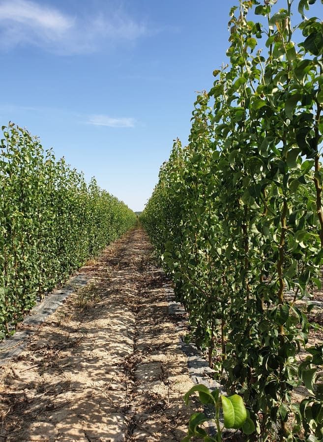 Vivero de árboles frutales en Navarra