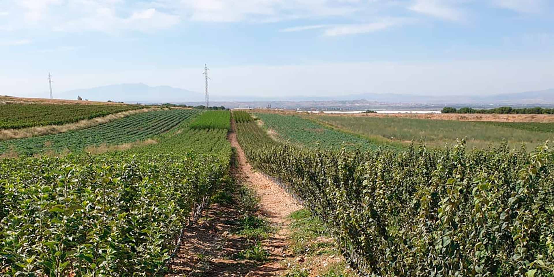 Vivero de árboles frutales en Navarra