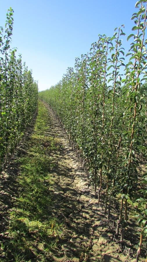 Vivero de árboles frutales en Navarra