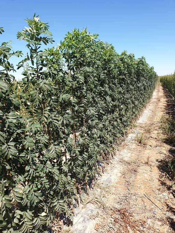 Vivero de árboles frutales en Navarra