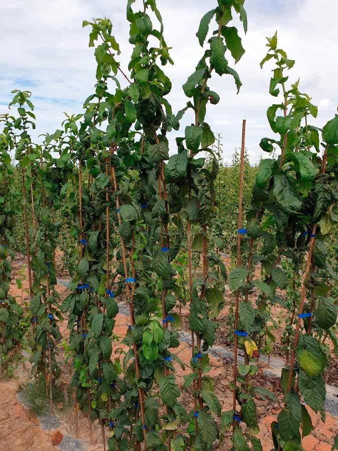 Cultivo de árboles frutales en Navarra