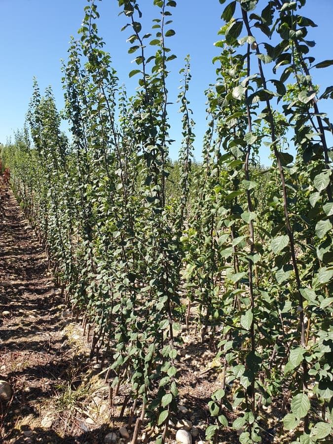 Vivero de árboles frutales en Navarra