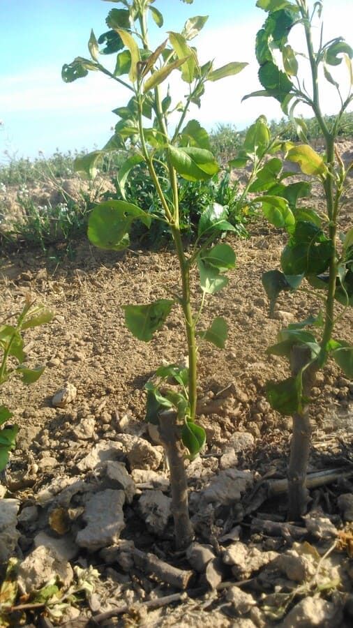 Vivero de árboles frutales en Navarra