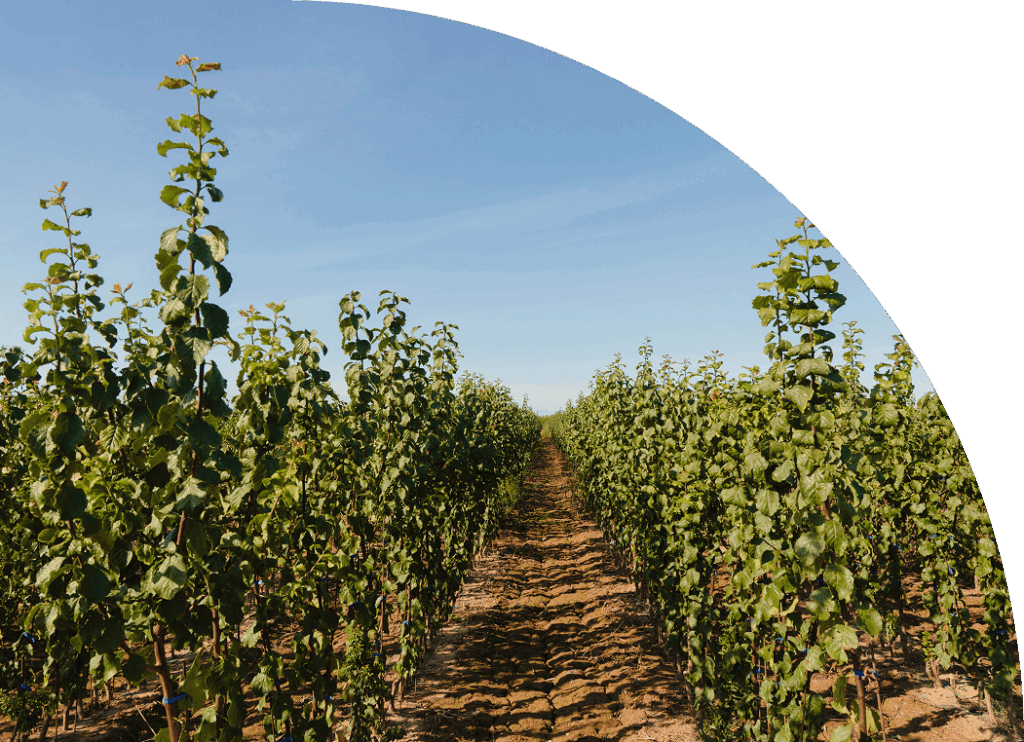 Asesoramiento completo para tu cultivo