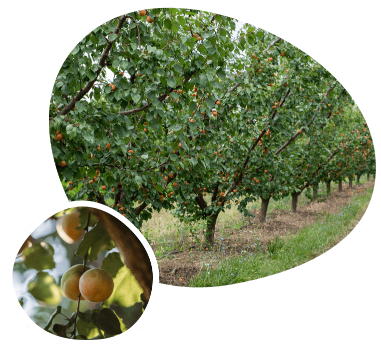 Calidad, variedad y asesoramiento profesional para tus cultivos