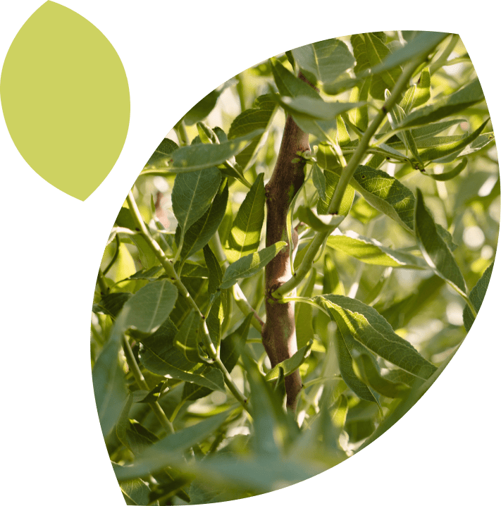 Entorno privilegiado