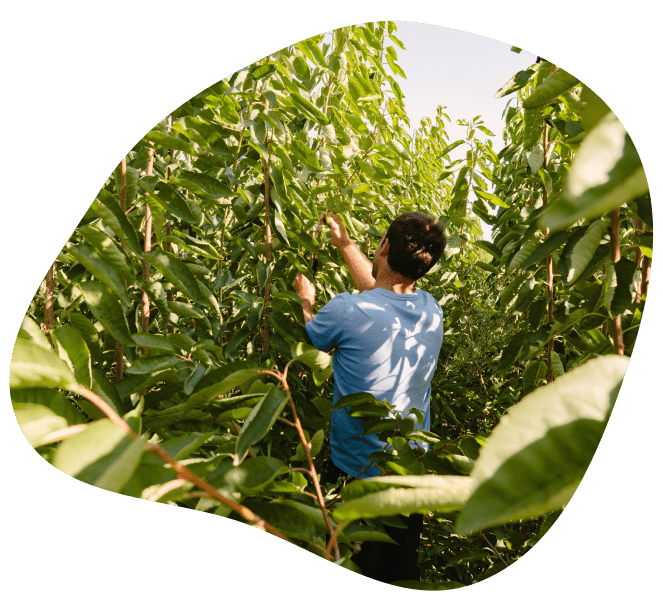 Especialistas en árboles frutales