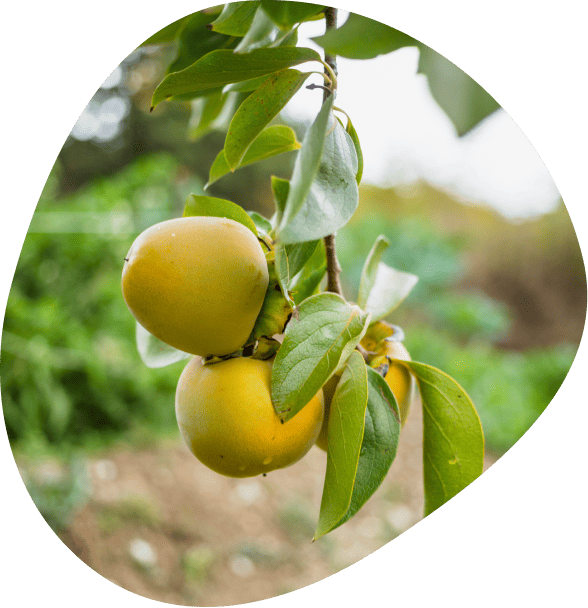 Especializados en árboles frutales de alta calidad