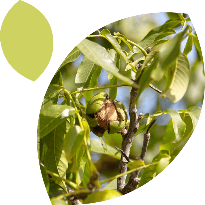 Nogales: una apuesta segura y rentable