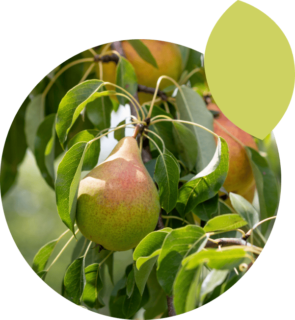 Variedad y características