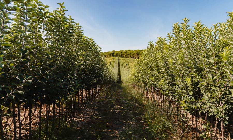 Recomendaciones de plantación de frutales