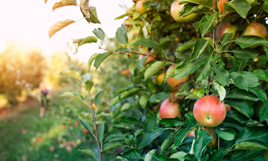 Cómo saber si un frutal ha agarrado bien