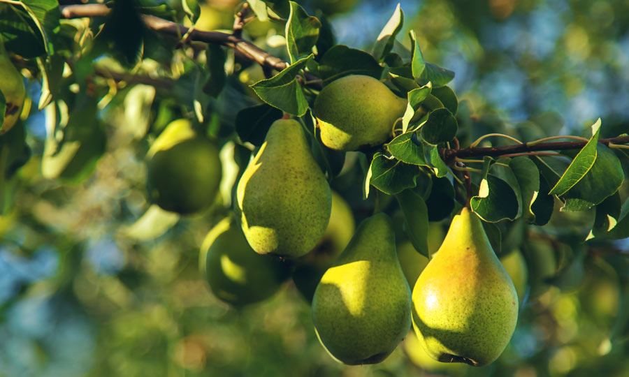 Por qué la sanidad del árbol es clave desde el origen