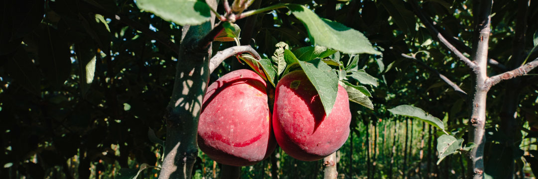 Necesidades nutricionales de frutales