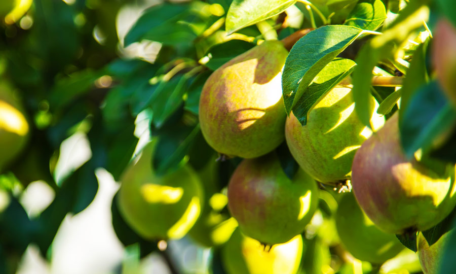 Cuidados de frutales en verano extremo